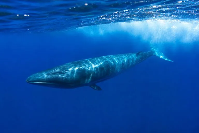 Ballenas sei nadando en aguas de la Patagonia argentina durante un proyecto de seguimiento satelital para su conservación.