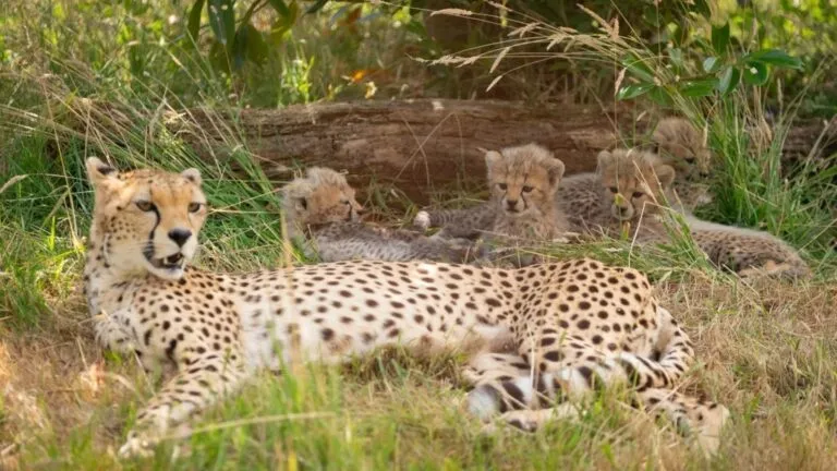 Nacimiento de siete guepardos como parte de un programa internacional de conservación de la especie.