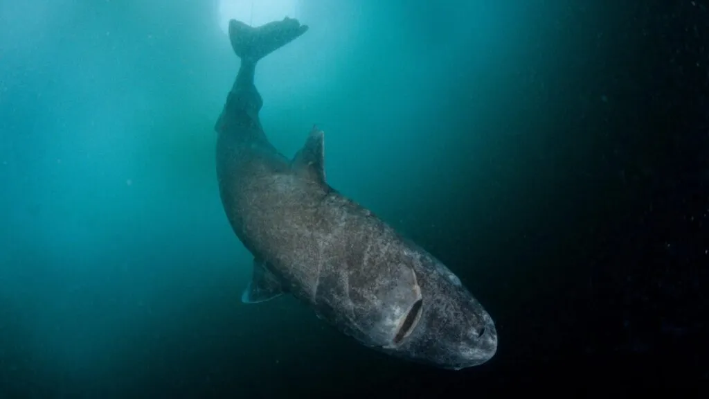 Investigación sobre la longevidad y las adaptaciones del tiburón de Groenlandia.