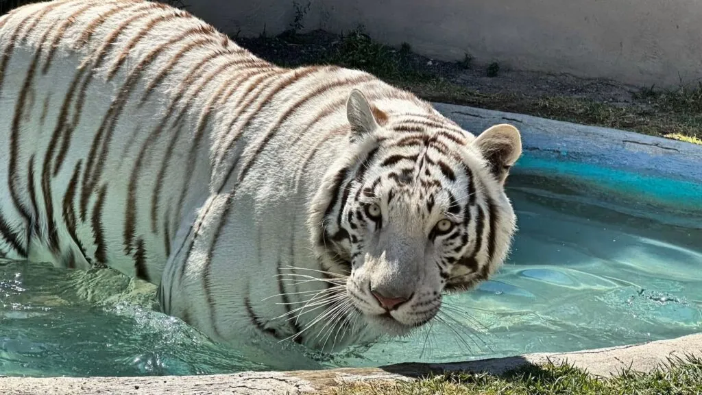 Tigre de Bengala durante el operativo de búsqueda y rescate realizado por autoridades tras escapar de un recinto privado en el Estado de México.