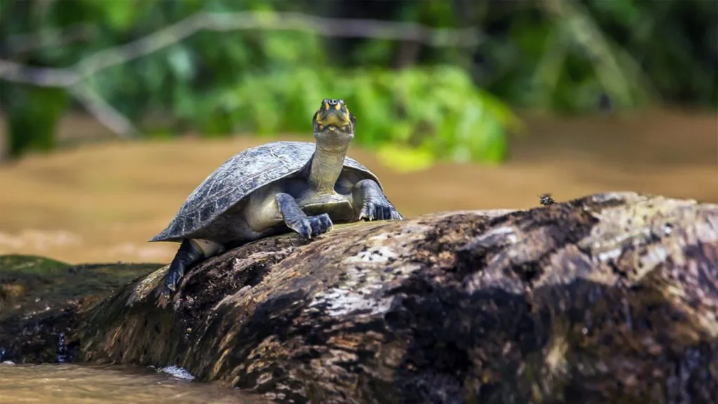 La tortuga amazónica enfrenta peligro de extinción por la pérdida de población, hábitat y el tráfico ilegal en Brasil.