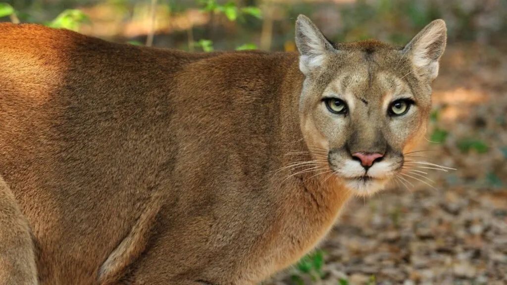 Especies en peligro podrían enfrentar nuevos riesgos tras cambios en la legislación ambiental de Estados Unidos.