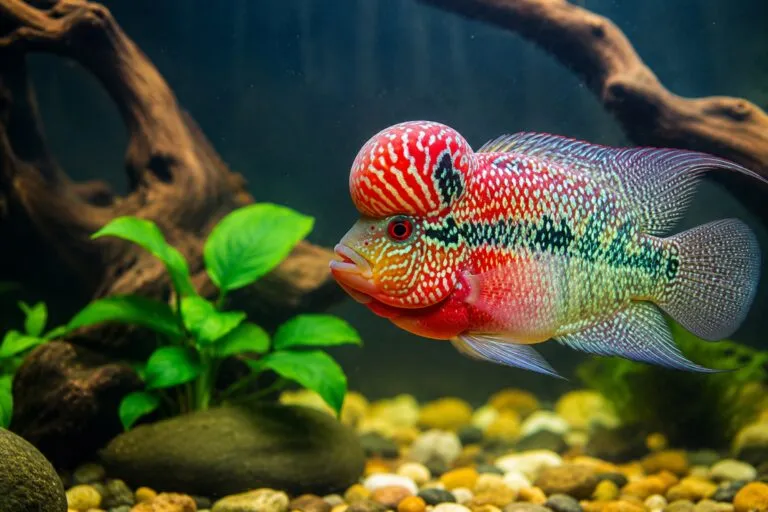 Biodiversidad en Filipinas afectada por un pez de acuario invasor que altera el equilibrio ecológico del lago Sampaloc.