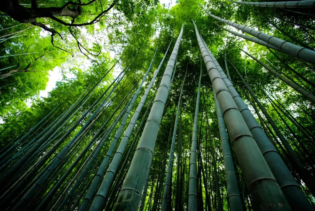 Bolsas de bambú producidas en China como alternativa biodegradable para reducir el uso de plástico en millones de paquetes.