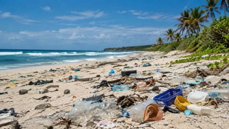 Contaminación marina por residuos plásticos en una playa de México afecta a tortugas y otras especies marinas