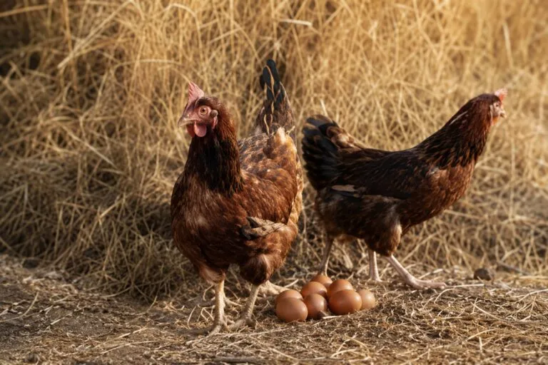 Gallinas en un sistema de producción sostenible relacionado con huevos y medio ambiente.