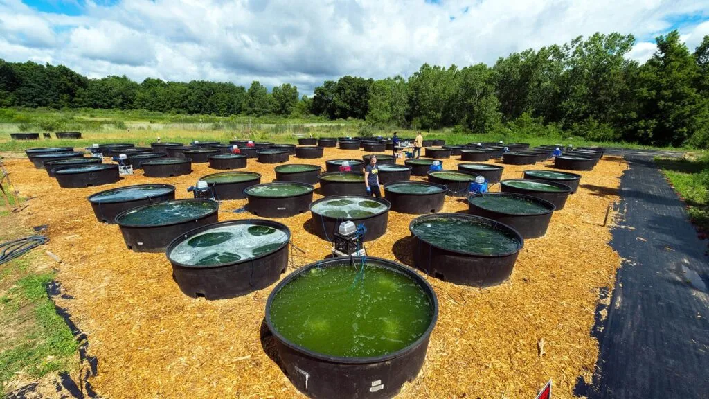 Impacto de los biocombustibles en la descarbonización del transporte.
