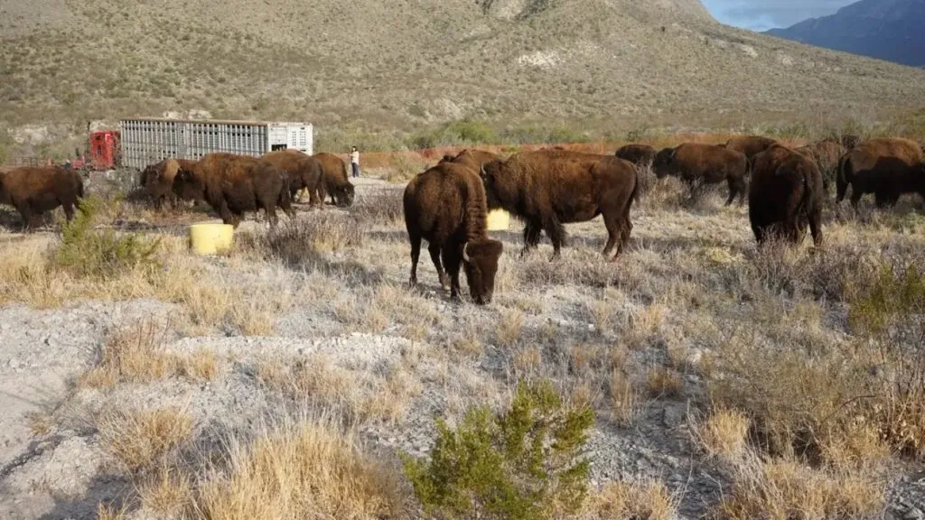 Bisontes favorecen la restauración ecológica, la recuperación de pastizales y el regreso de fauna en Cuatro Ciénegas.
