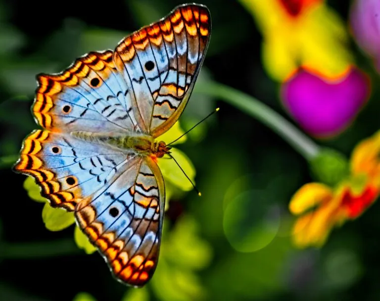 Cambio climático desplaza los hábitats y modifica la migración de las mariposas en diferentes ecosistemas