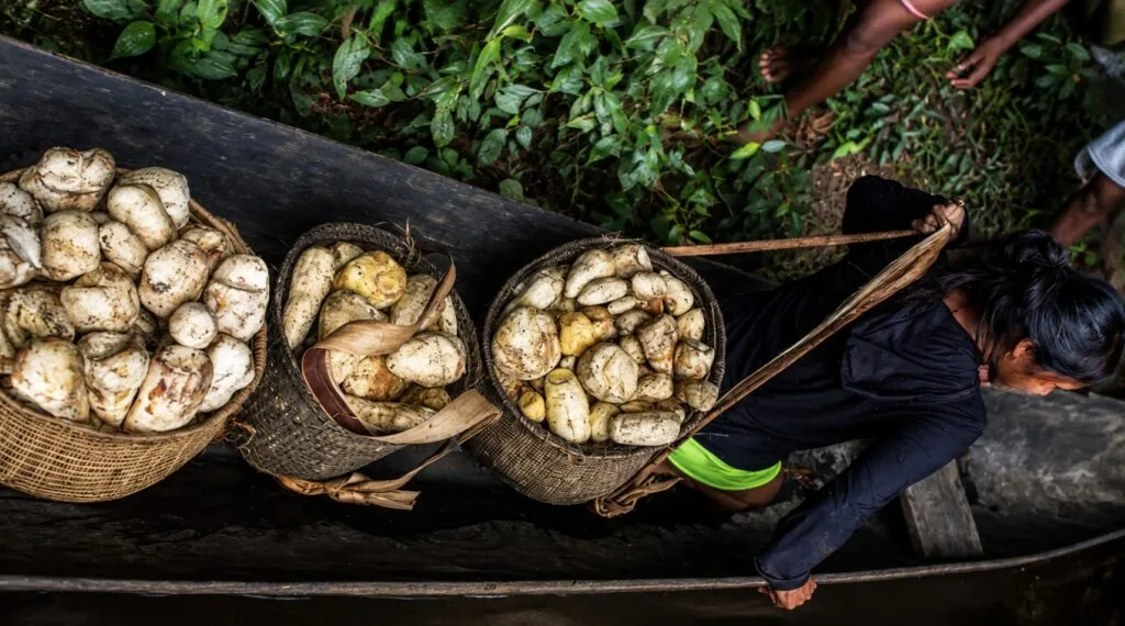 Chagras amazónicas conectan agricultura ancestral y futuro