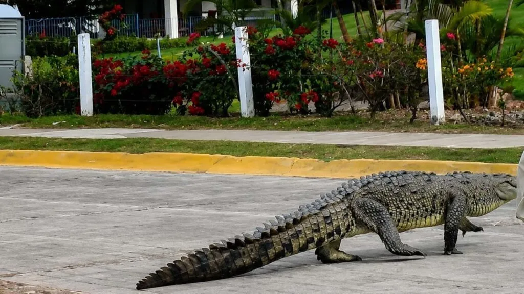 Cocodrilos encontrados muertos en Puerto Vallarta generan preocupación por la conservación del cocodrilo americano y sus ecosistemas.