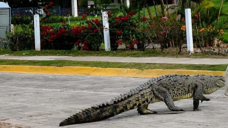 Cocodrilos encontrados muertos en Puerto Vallarta generan preocupación por la conservación del cocodrilo americano y sus ecosistemas.