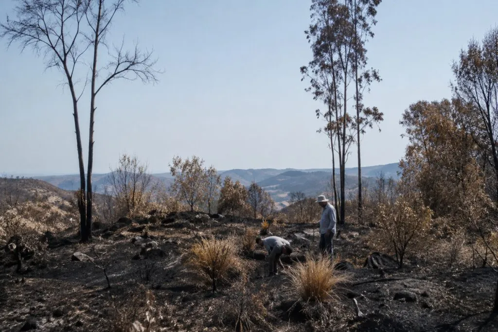Recuperar un bosque tras un incendio mediante regeneración natural y protección del suelo afectado