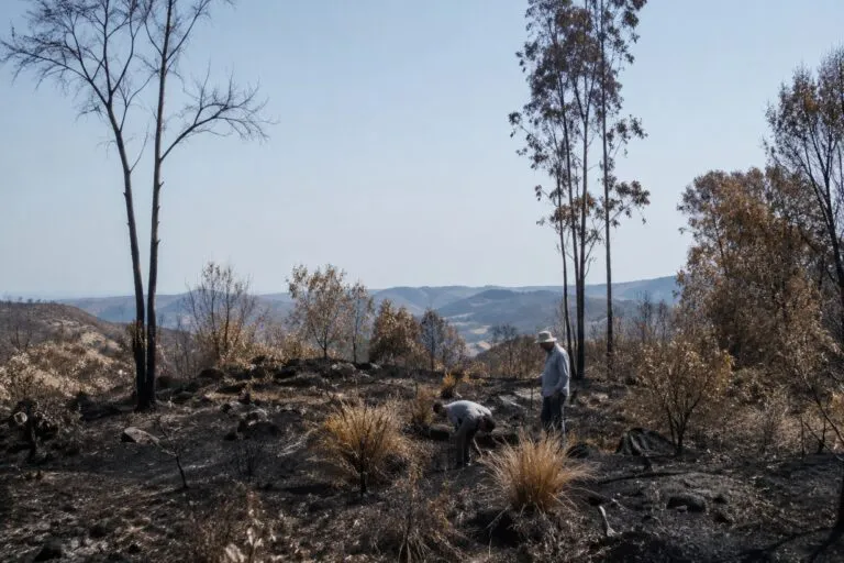 Recuperar un bosque tras un incendio mediante regeneración natural y protección del suelo afectado