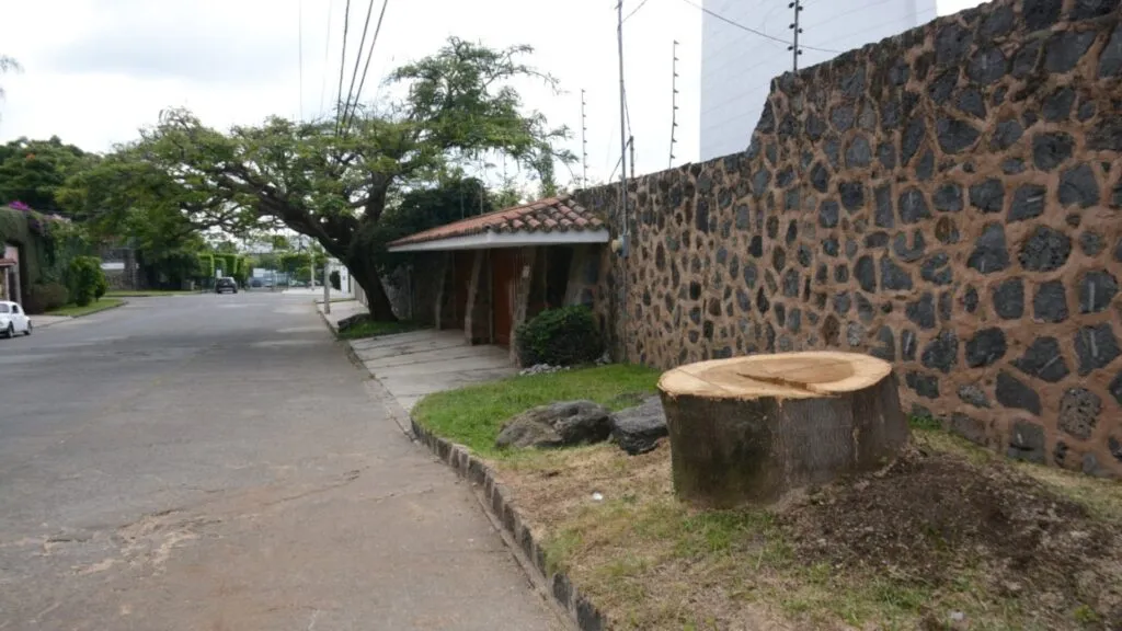 Más de 500 denuncias por tala de árboles mantienen bajo presión la protección ambiental en Cuernavaca.