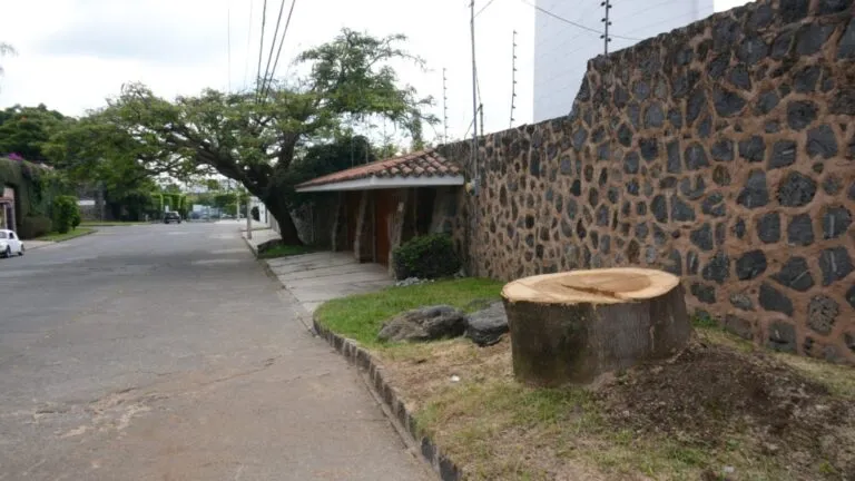Más de 500 denuncias por tala de árboles mantienen bajo presión la protección ambiental en Cuernavaca.