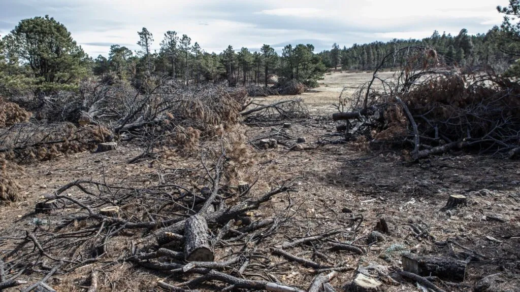 Deforestación en México supera la superficie atendida mediante programas de restauración forestal y recuperación de ecosistemas.