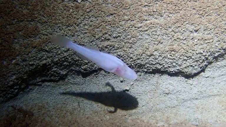 pez de cueva demonio descubierto en una cueva de Alabama.