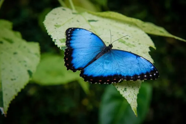 Calor extremo reduce el brillo azul de las mariposas morfo y altera sus alas