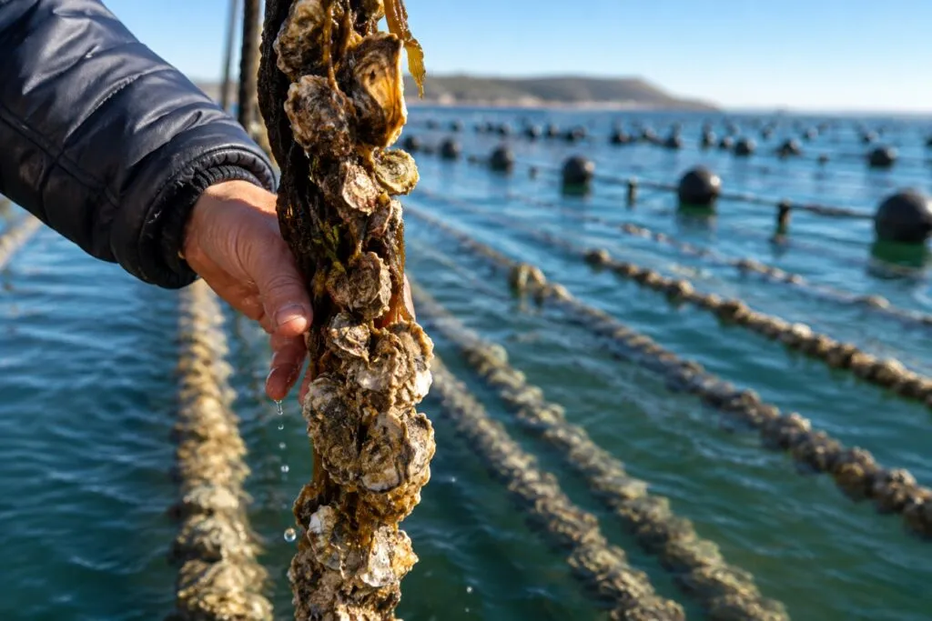 Cultivo de ostras en Puerto Rico con pescadores e investigadores para fortalecer la pesca sostenible