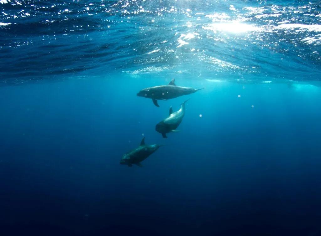Delfín de Māui en aguas de Nueva Zelanda, especie amenazada por pesca, enfermedades y otros riesgos ambientales.