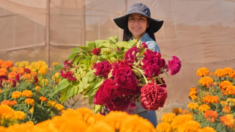Agricultura sustentable en Sonora con cultivo universitario de flores para Día de Muertos