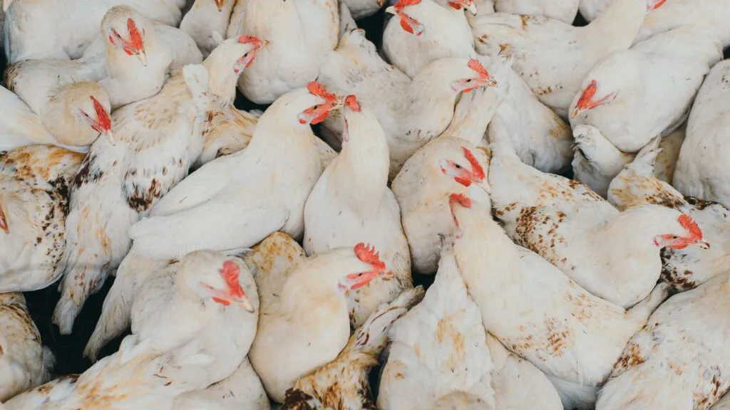 granjas avícolas y propagación de la bacteria Campylobacter.