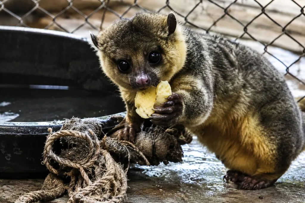 Fauna silvestre de Hidalgo inspira una exposición en Pachuca dedicada al arte, conservación y rehabilitación animal.