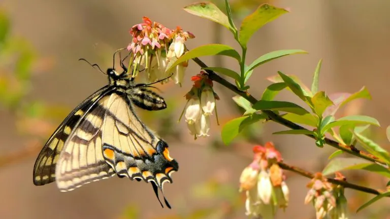 Flores utilizan estrategias de polinización, aromas y adaptaciones evolutivas para reproducirse y responder a cambios ambientales.