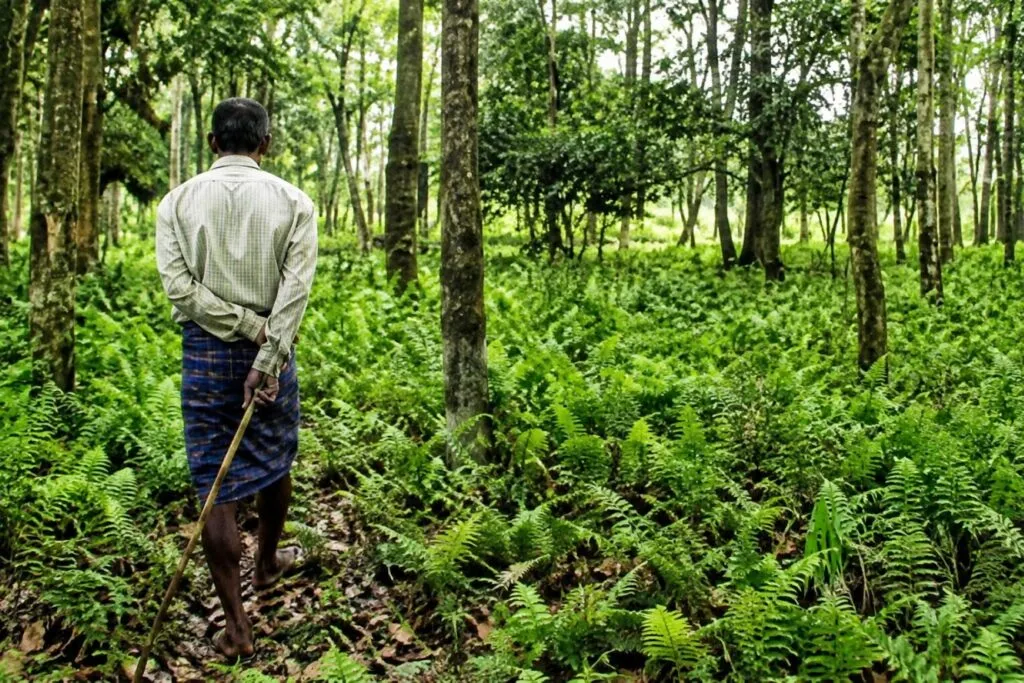 Jadav Payeng y bosque de 550 hectáreas en India que alberga elefantes, rinocerontes, tigres y numerosas aves