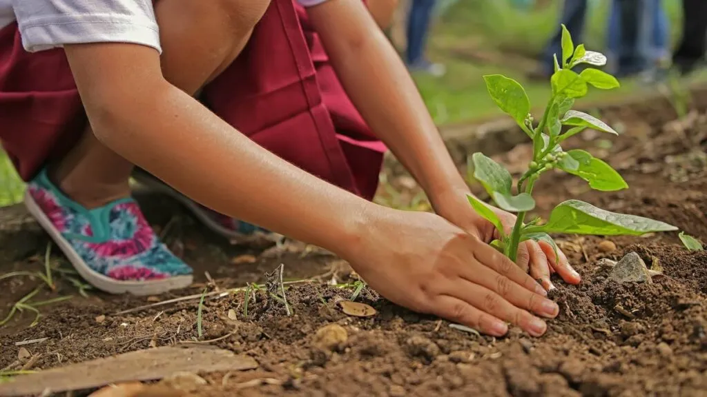 Jornada Nacional de Reforestación contempla plantar millones de árboles para recuperar ecosistemas forestales de México.
