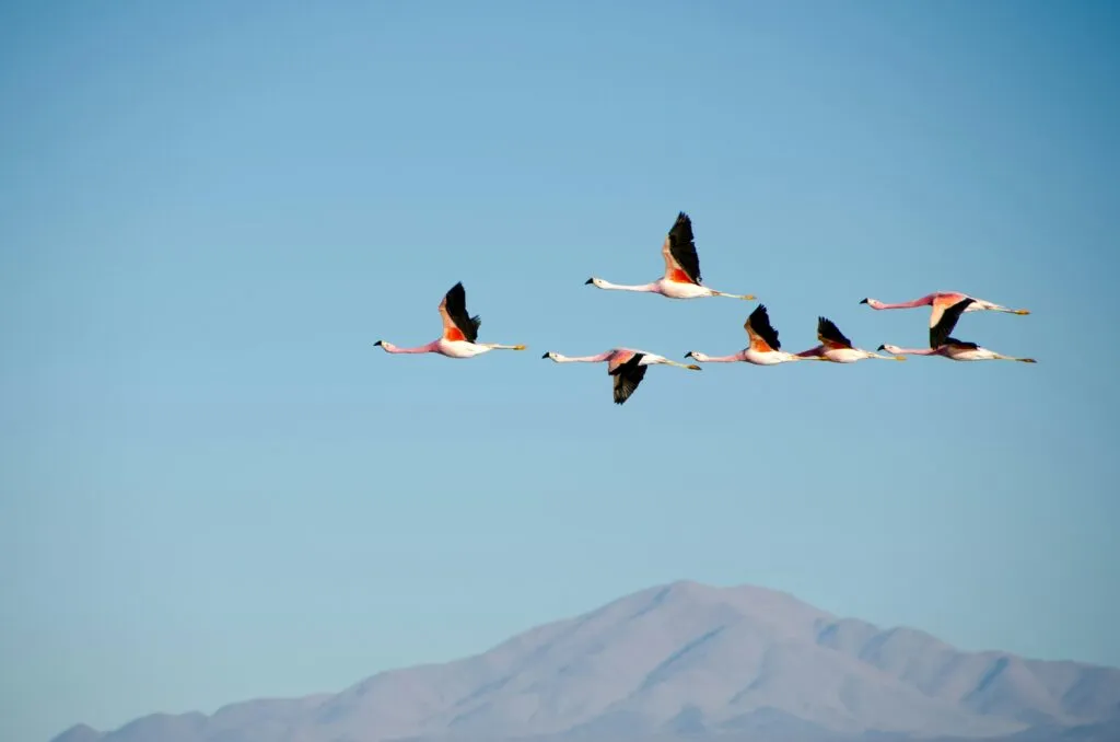 Aves migratorias sobre los humedales de las Ciénegas de Lerma, acompañadas visualmente por elementos relacionados con educación y tecnología.