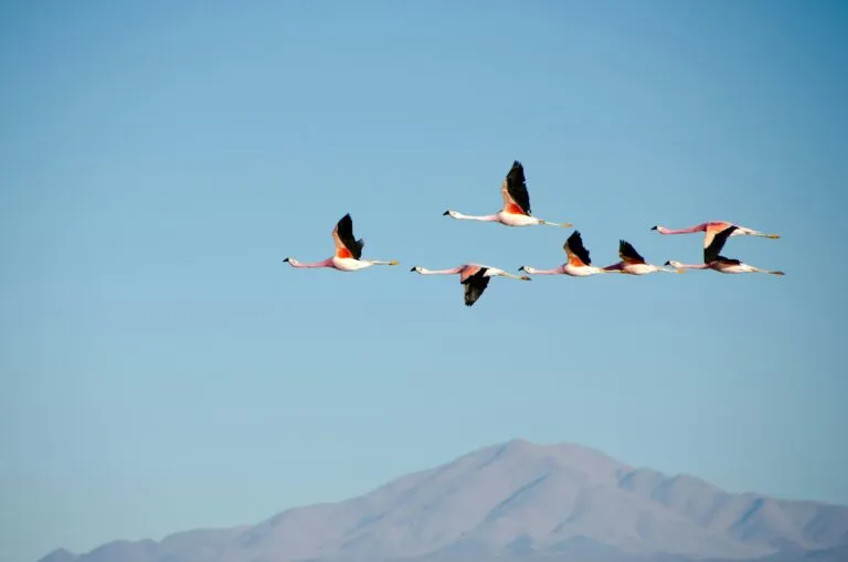 Aves migratorias sobre los humedales de las Ciénegas de Lerma, acompañadas visualmente por elementos relacionados con educación y tecnología.