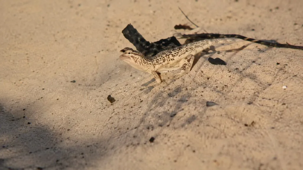 Mundo sustentable busca proteger el desierto y conservar especies nativas de La Laguna