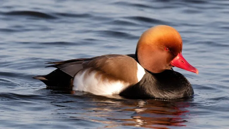 Aves acuáticas en las lagunas y vegetación del Tancat de la Pipa, un humedal de l’Albufera que muestra señales de recuperación ambiental.