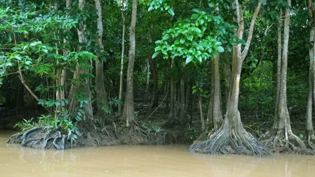 El manglar mexicano pierde superficie por desarrollos inmobiliarios, acuacultura, agricultura y desmontes irregulares.