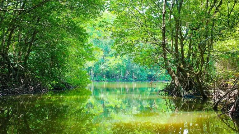 Manglares y su recuperación gracias a la conservación y regeneración natural.