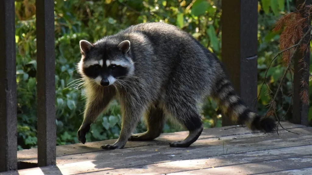 Mapaches en Alemania y el debate científico sobre su expansión, convivencia con humanos e impacto sobre la biodiversidad.