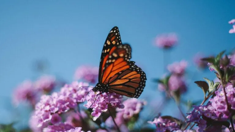La mariposa monarca encuentra nuevos hábitats de reproducción para fortalecer su conservación en Quintana Roo.
