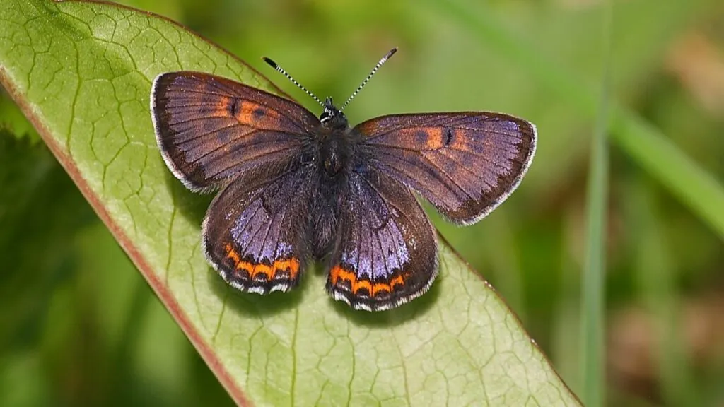 Mariposas modifican su distribución y pierden hábitats mientras el cambio climático transforma sus territorios y refugios naturales.
