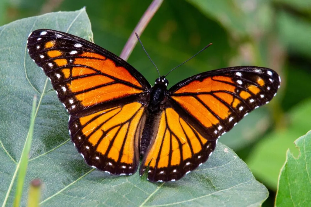 Mariposas monarca utilizan pequeños transmisores solares en California para mejorar su seguimiento y conservación ambiental.