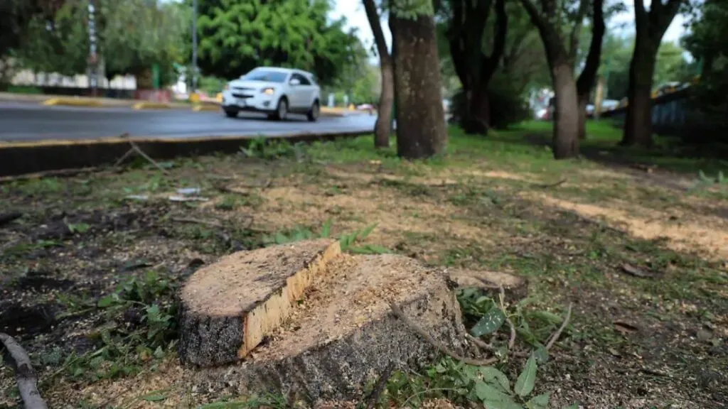 Morelia y la defensa ciudadana de los árboles afectados por el Morebús