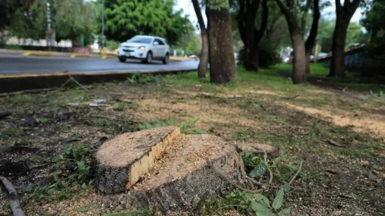 Morelia y la defensa ciudadana de los árboles afectados por el Morebús