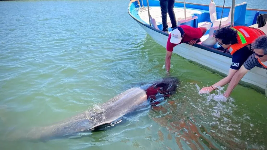 Pechocho y la biodiversidad de la Bahía de Ohuira enfrentan riesgos por el proyecto de una planta de amoniaco.