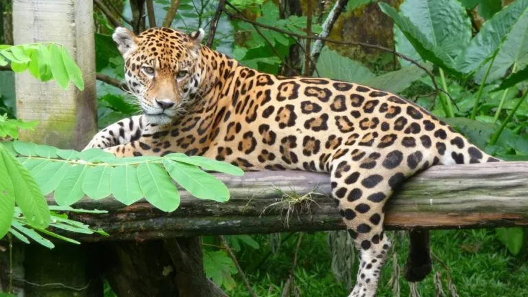 Muerte de un jaguar en Bolivia genera una investigación por presunto biocidio y alerta sobre el tráfico ilegal de fauna silvestre.