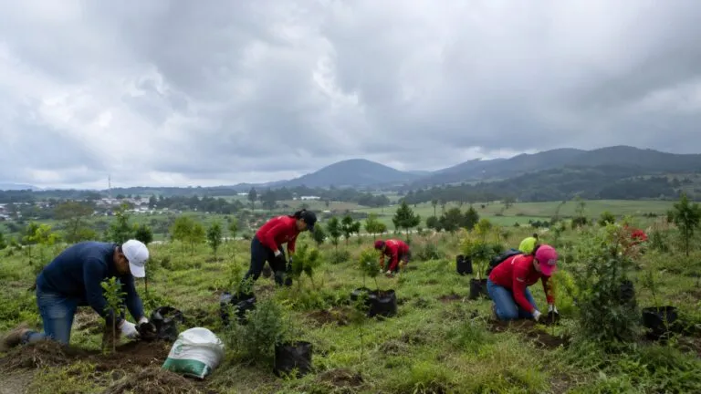 Voluntarios plantan árboles durante una jornada de restauración de ecosistemas en un bosque de México.