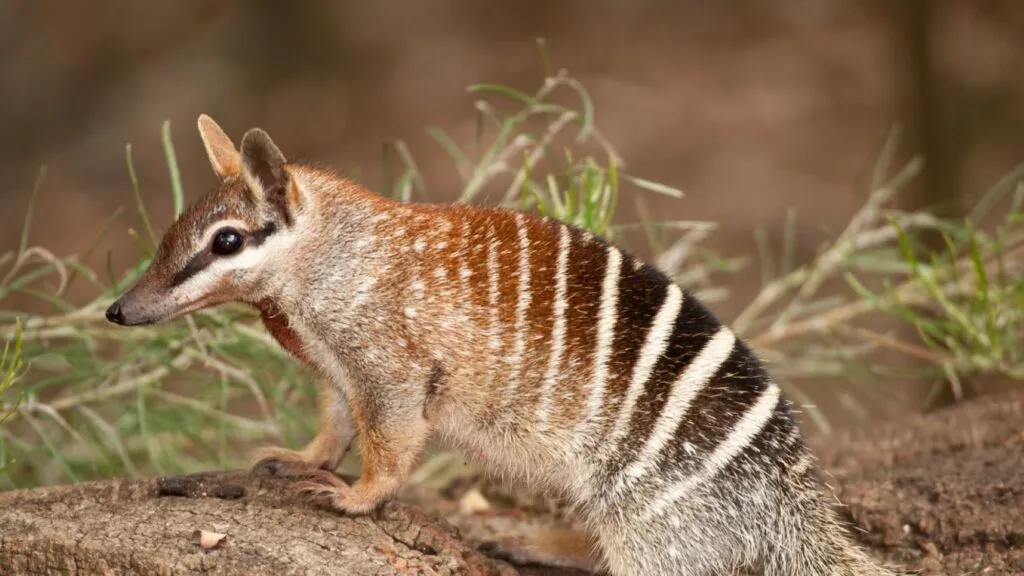 Numbats y conservación de la biodiversidad en Australia