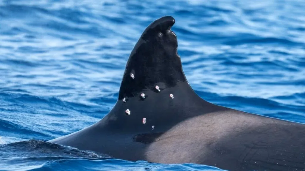 Investigación por los disparos contra una orca ibérica amenazada