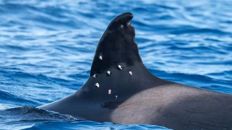 Investigación por los disparos contra una orca ibérica amenazada