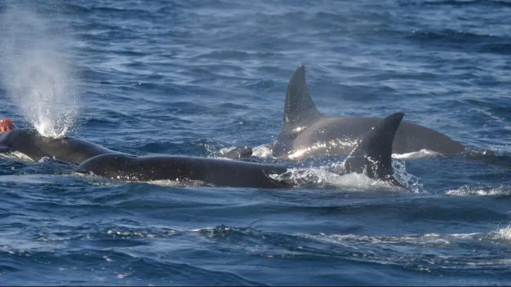 Orcas ibéricas enfrentan un nuevo riesgo tras los disparos contra Toñi, matriarca de una población en peligro crítico de extinción.